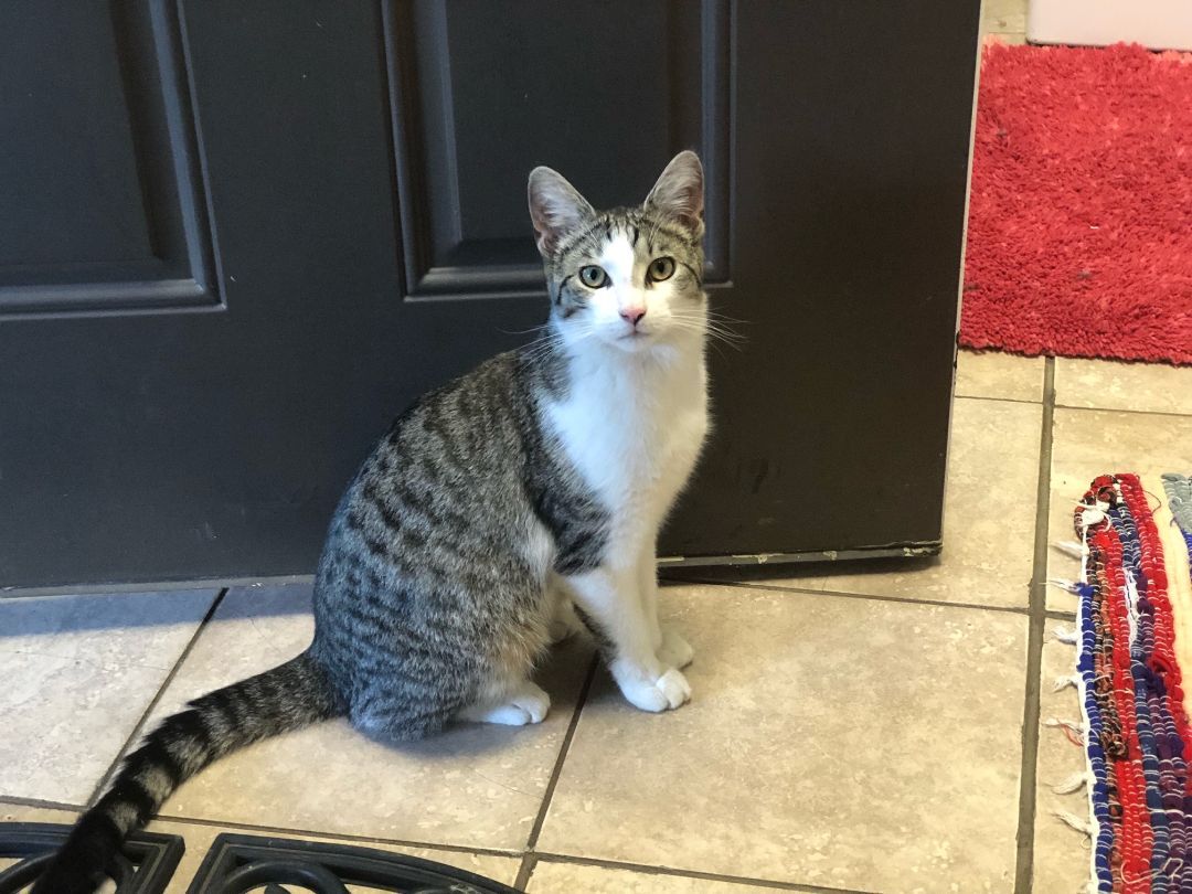 EENY, a Adoptable mixed breed in Homewood, AL image 4/11