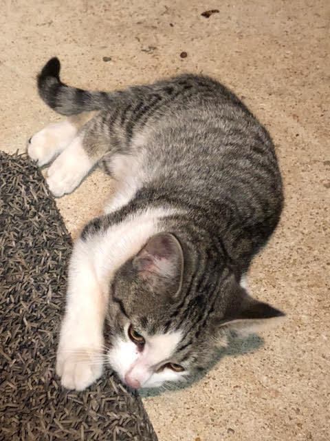 EENY, a Adoptable mixed breed in Homewood, AL image 5/11