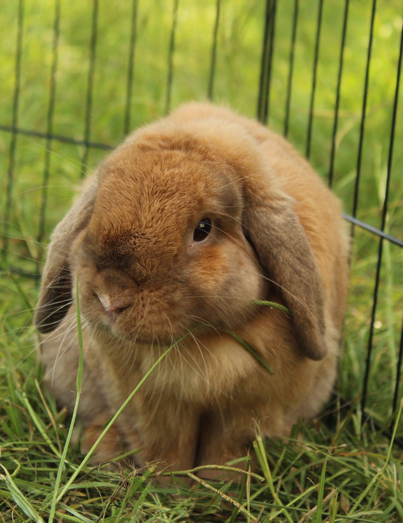 Enlarge Ginger, a Adopted Holland Lop in Bishopville, SC image 1/4