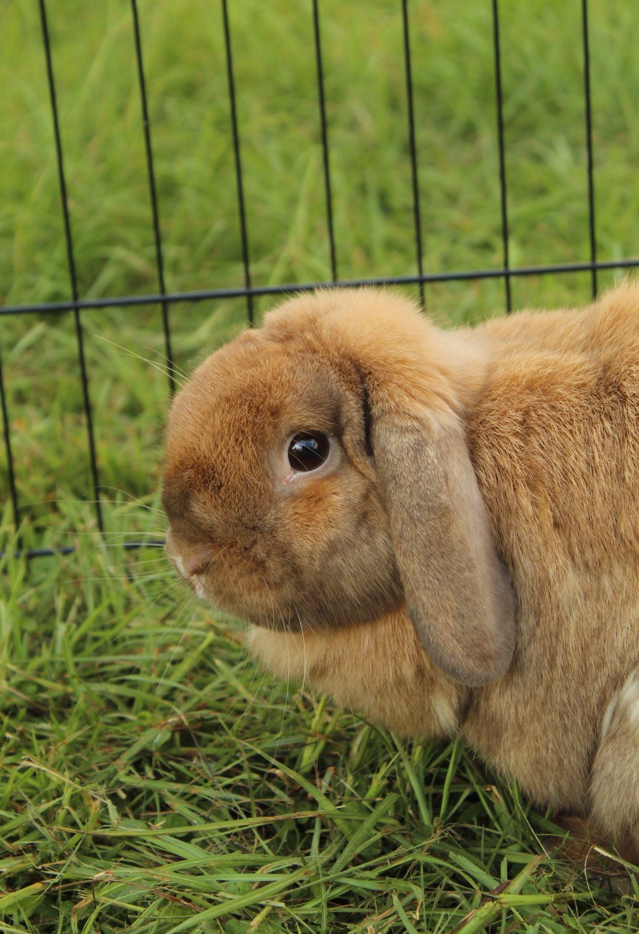 Enlarge Ginger, a Adopted Holland Lop in Bishopville, SC image 2/4