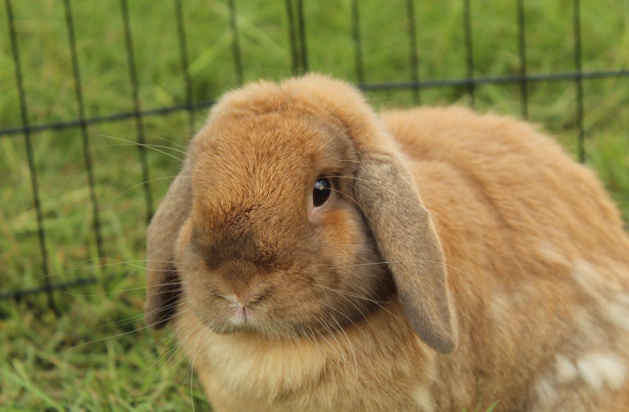 Enlarge Ginger, a Adopted Holland Lop in Bishopville, SC image 3/4