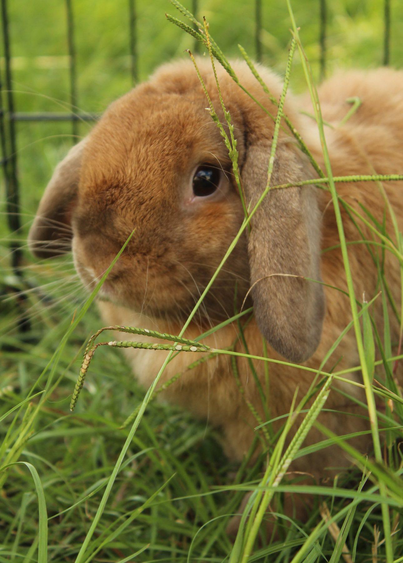 Enlarge Ginger, a Adopted Holland Lop in Bishopville, SC image 4/4
