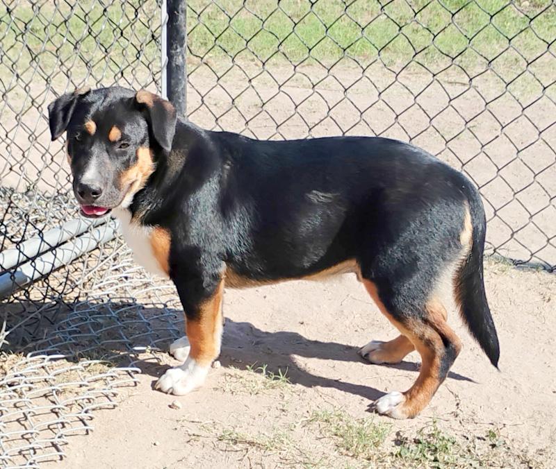 Enlarge Scooby, a ADOPTABLE mixed breed in Southport, CT image 4/6