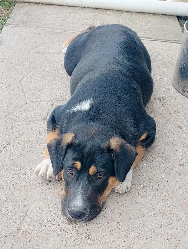 Enlarge Scooby, a ADOPTABLE mixed breed in Southport, CT image 3/6