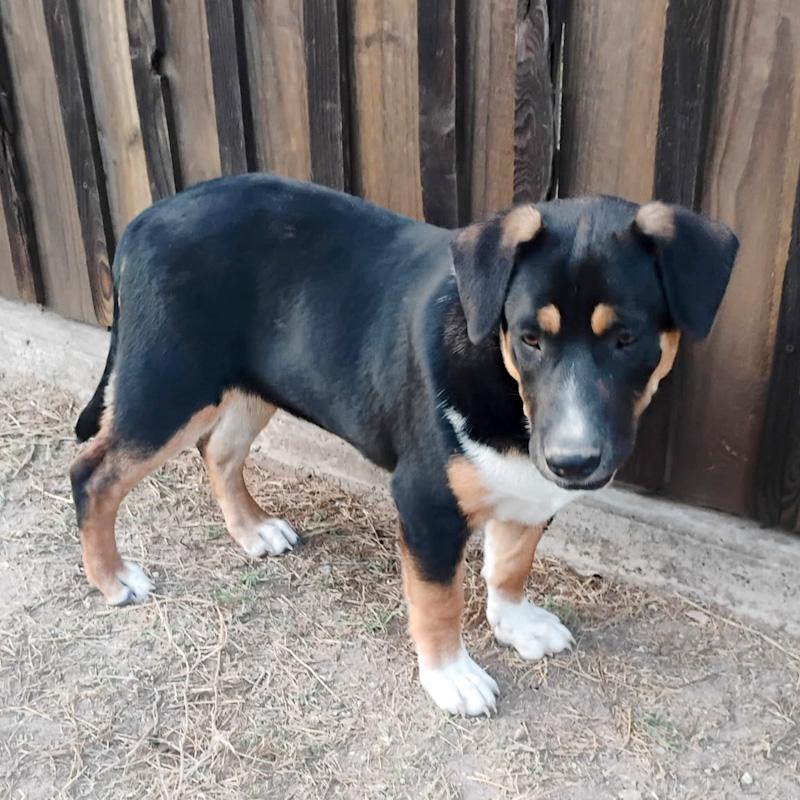 Enlarge Scooby, a ADOPTABLE mixed breed in Southport, CT image 2/6
