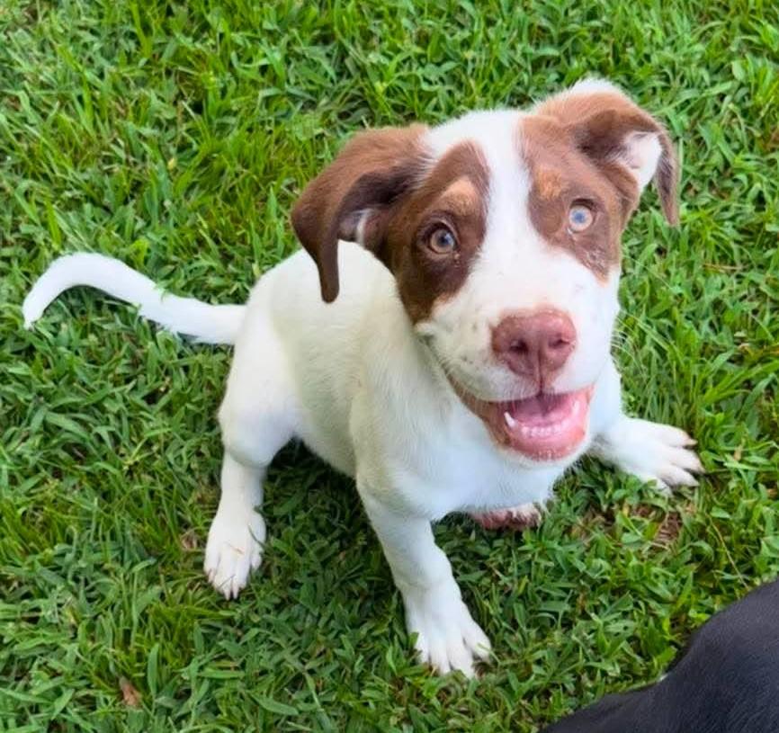 Freddy HERE IN NH, a ADOPTABLE Mixed Breed in Northwood, NH image 1/5