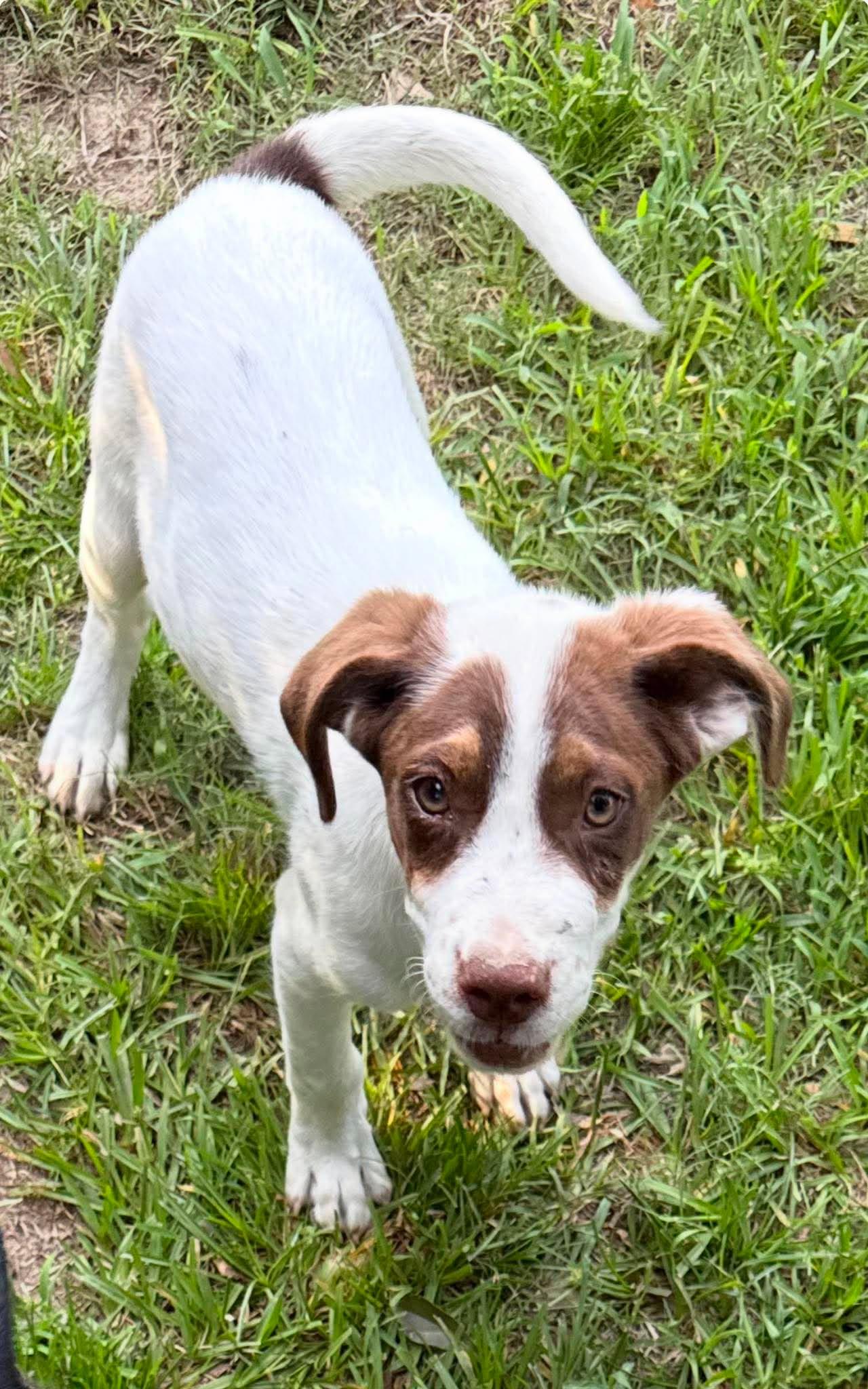 Freddy HERE IN NH, a ADOPTABLE Mixed Breed in Northwood, NH image 4/5