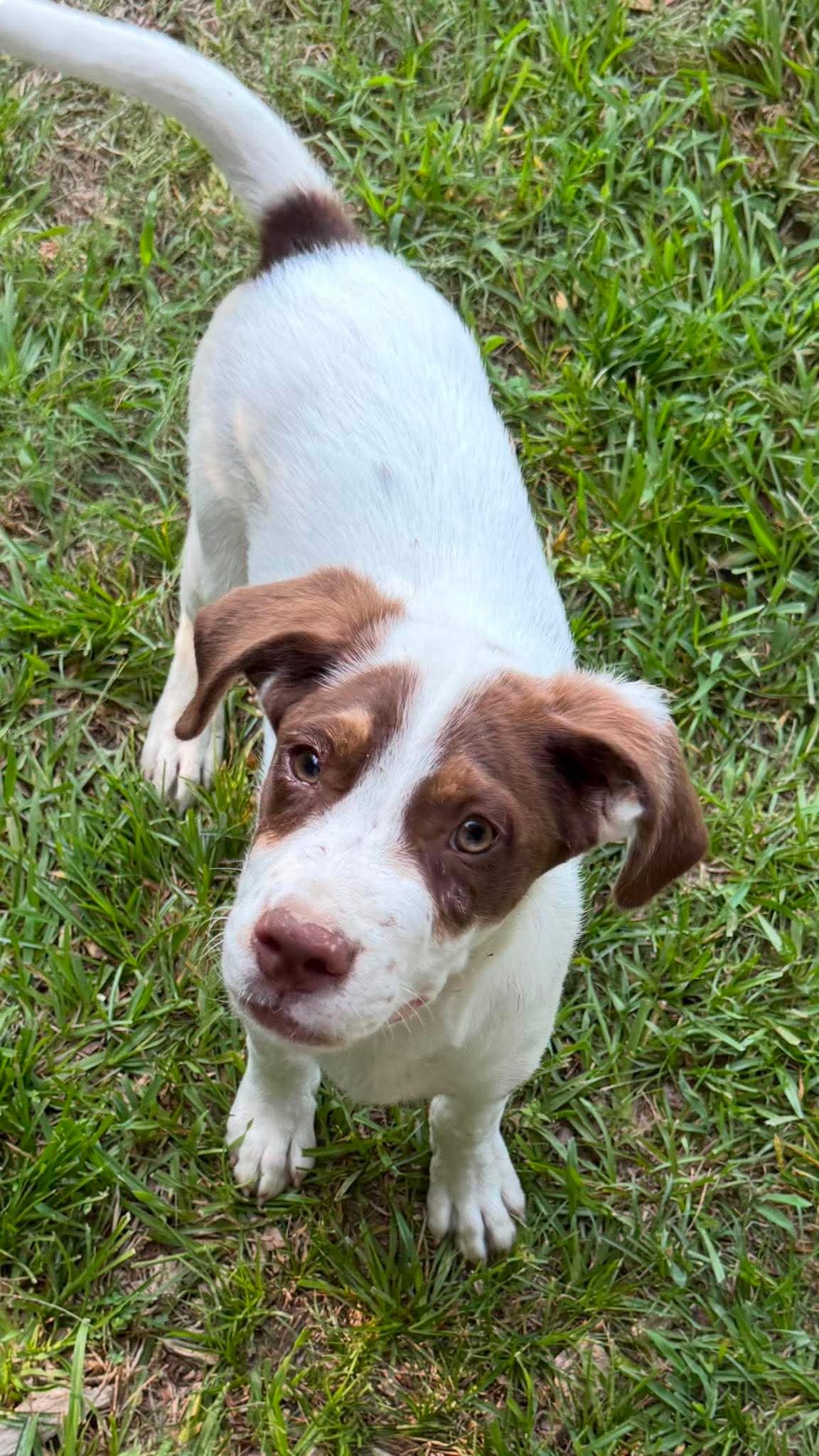 Freddy HERE IN NH, a ADOPTABLE Mixed Breed in Northwood, NH image 3/5