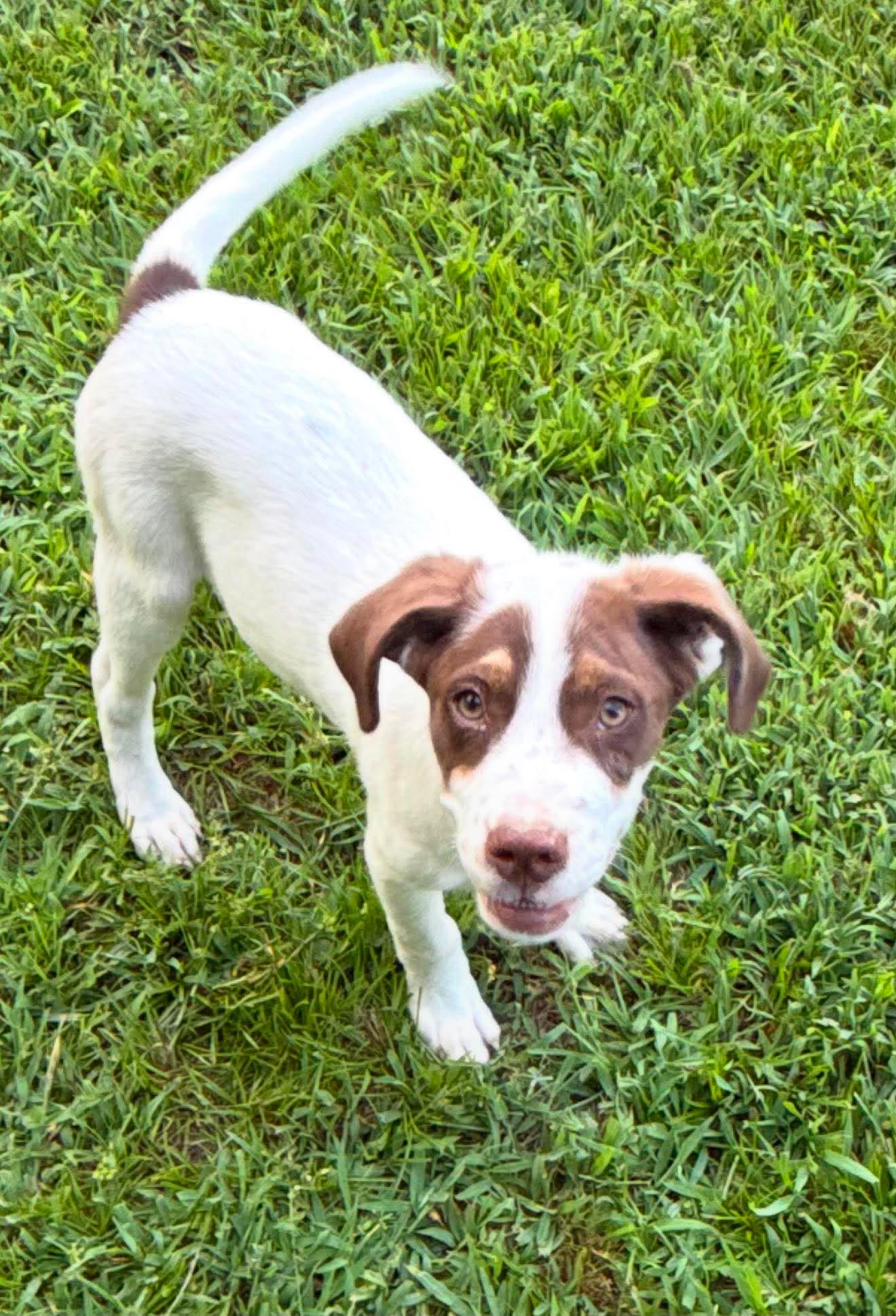 Freddy HERE IN NH, a ADOPTABLE Mixed Breed in Northwood, NH image 2/5