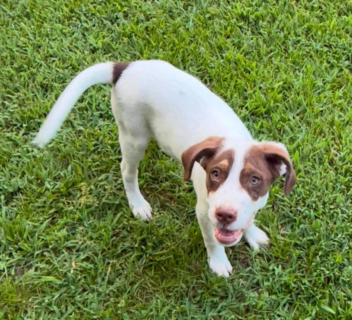 Freddy HERE IN NH, a ADOPTABLE Mixed Breed in Northwood, NH image 5/5