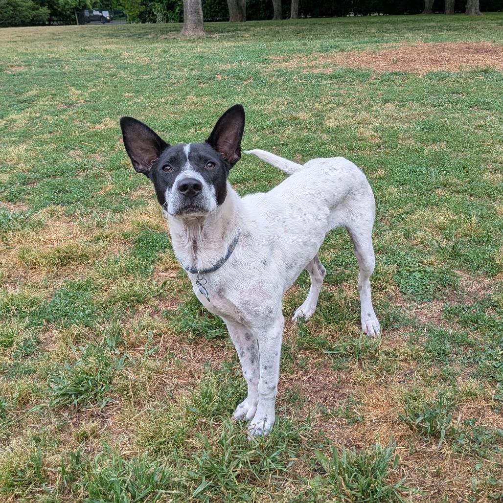 Enlarge Ethan, a Adoptable Cattle Dog in Wake Forest, NC image 1/6