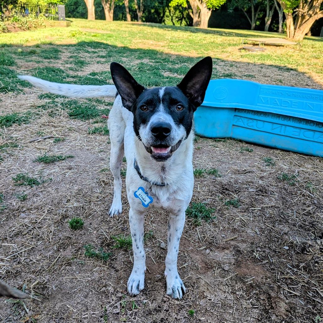Enlarge Ethan, a Adoptable Cattle Dog in Wake Forest, NC image 2/6