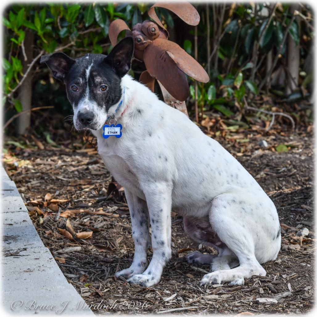 Enlarge Ethan, a Adoptable Cattle Dog in Wake Forest, NC image 1/4