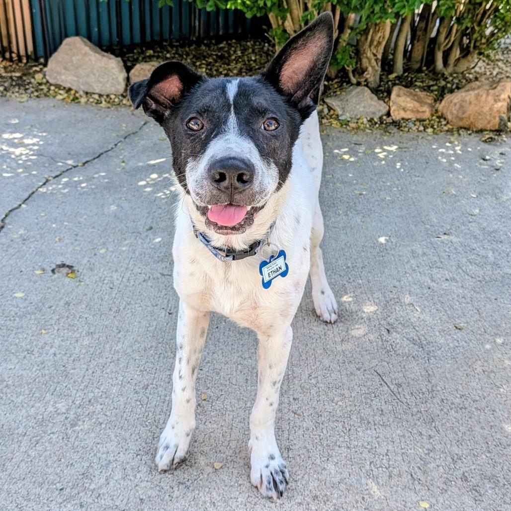 Enlarge Ethan, a Adoptable Cattle Dog in Wake Forest, NC image 2/4