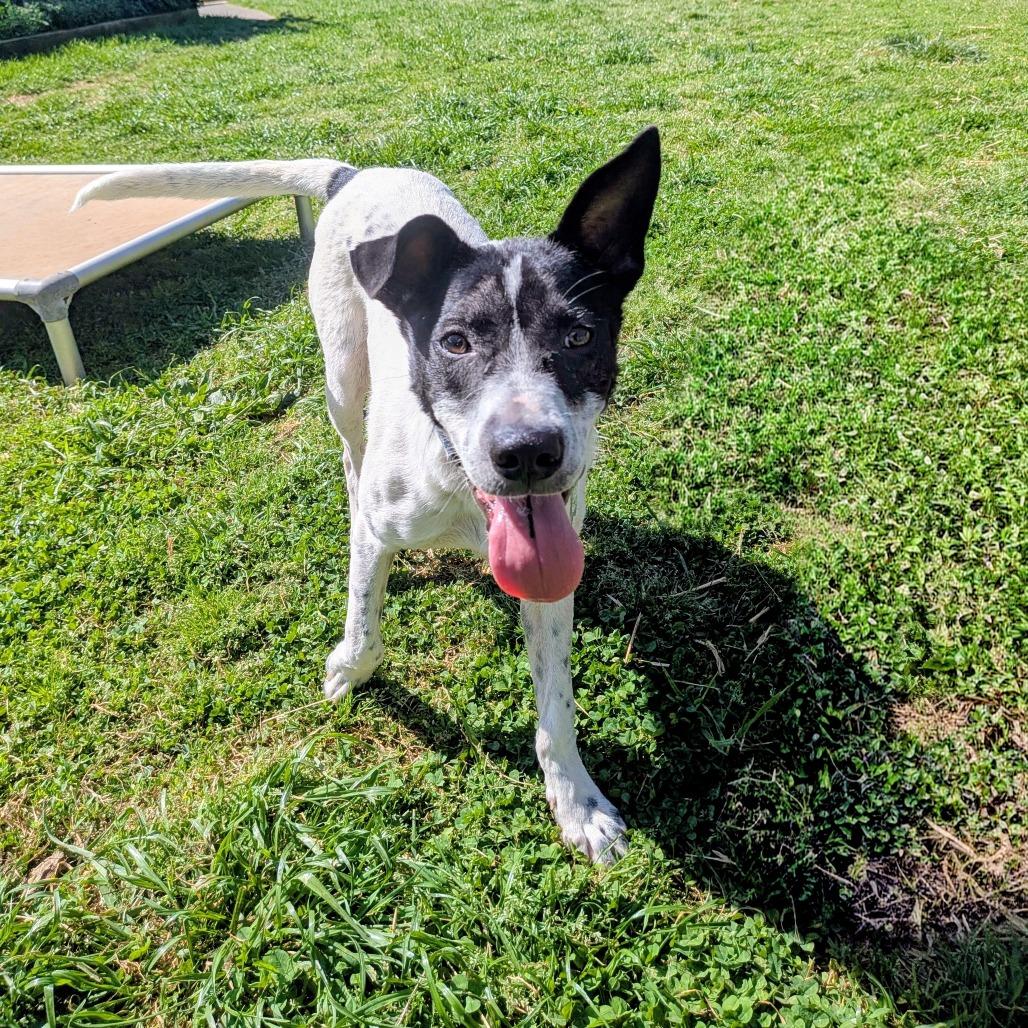 Enlarge Ethan, a Adoptable Cattle Dog in Wake Forest, NC image 3/4