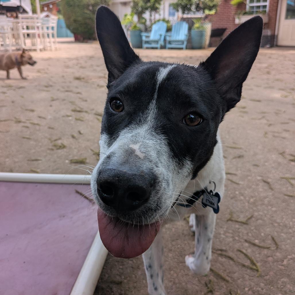 Enlarge Ethan, a Adoptable Cattle Dog in Wake Forest, NC image 5/6