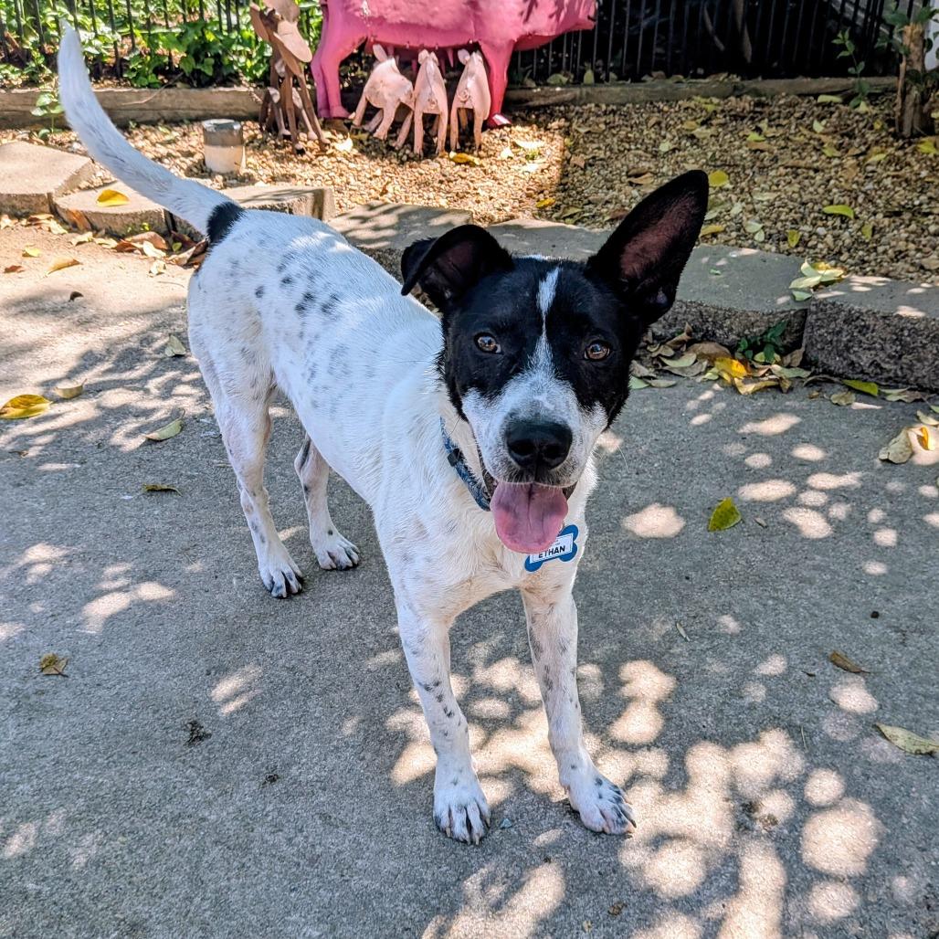 Enlarge Ethan, a Adoptable Cattle Dog in Wake Forest, NC image 4/4