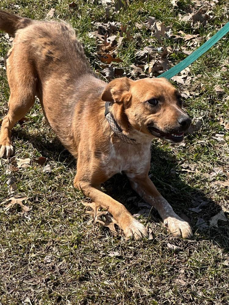 Enlarge Tia, a Adoptable Cattle Dog in Franklin, PA image 1/4