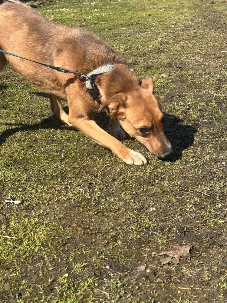 Enlarge Tia, a Adoptable Cattle Dog in Franklin, PA image 3/4