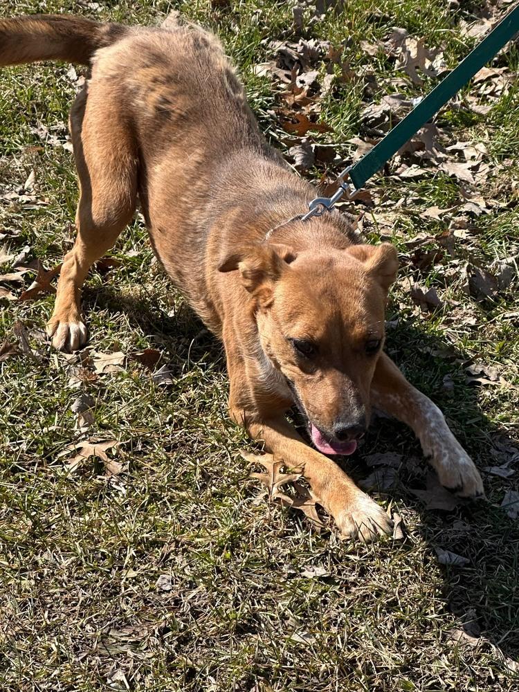 Enlarge Tia, a Adoptable Cattle Dog in Franklin, PA image 4/4