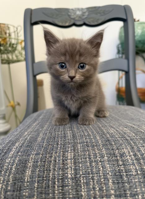 Enlarge Kacee, a ADOPTABLE Domestic Medium Hair in Chisholm, MN image 1/1