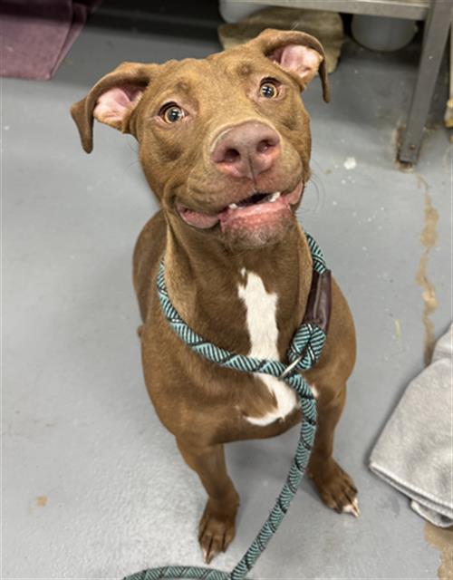 TOOTSIE ROLL, Adoptable, Young Female Pit Bull Terrier.