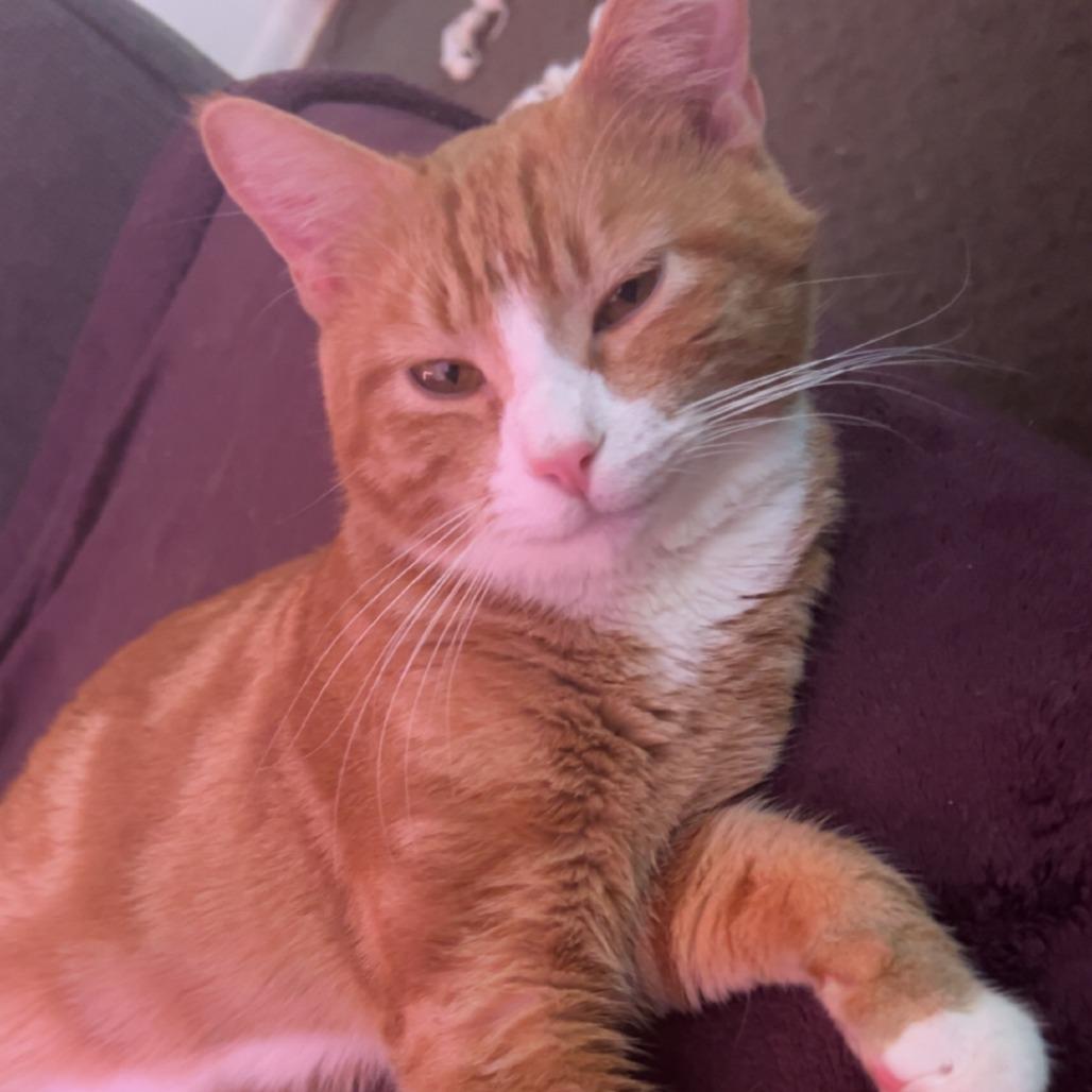 Enlarge Oliver, a Adoptable Domestic Short Hair in Tulsa, OK image 1/1