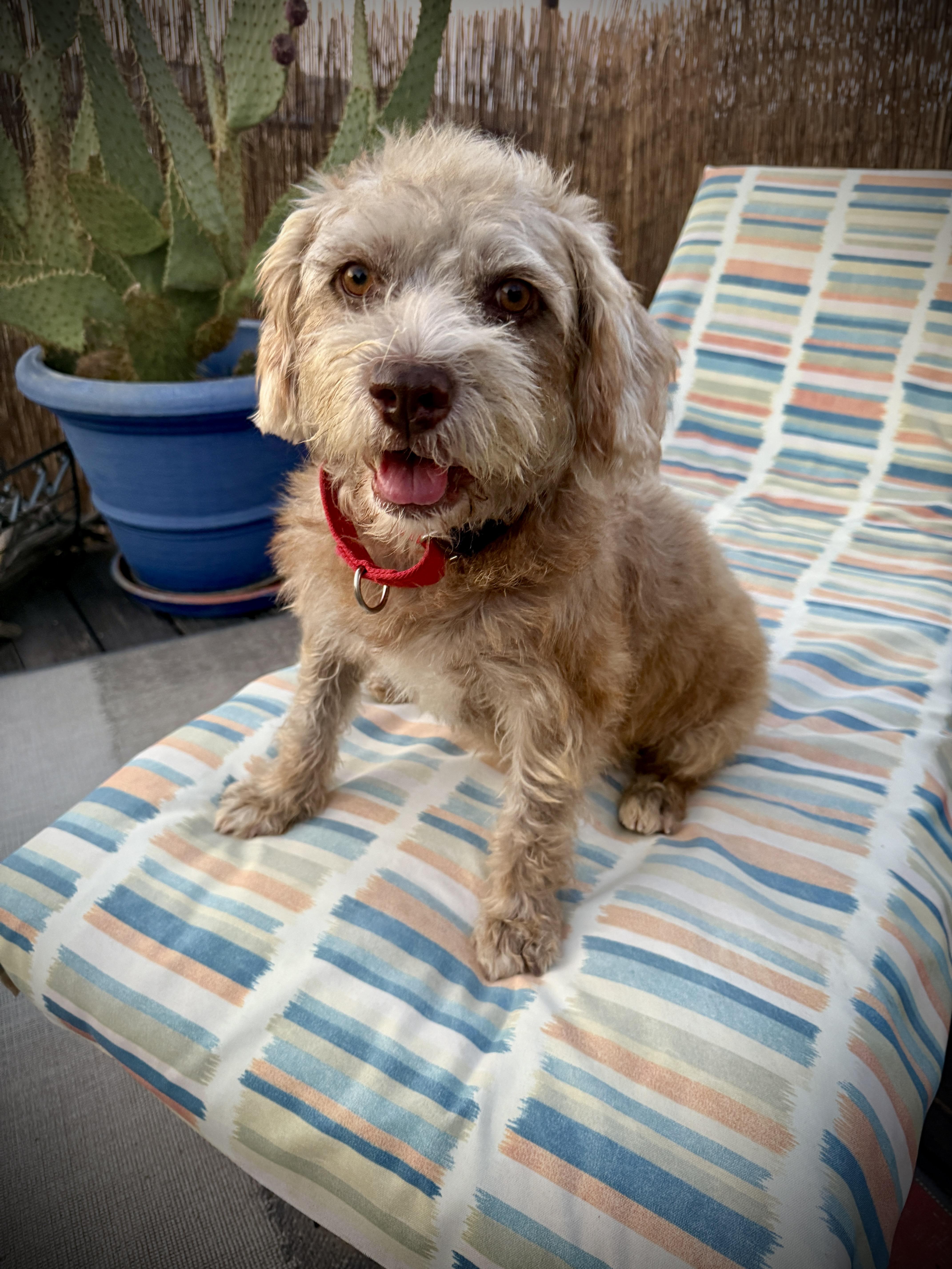 Enlarge Hazel, a Adopted Mixed Breed in Anaheim , CA image 2/2