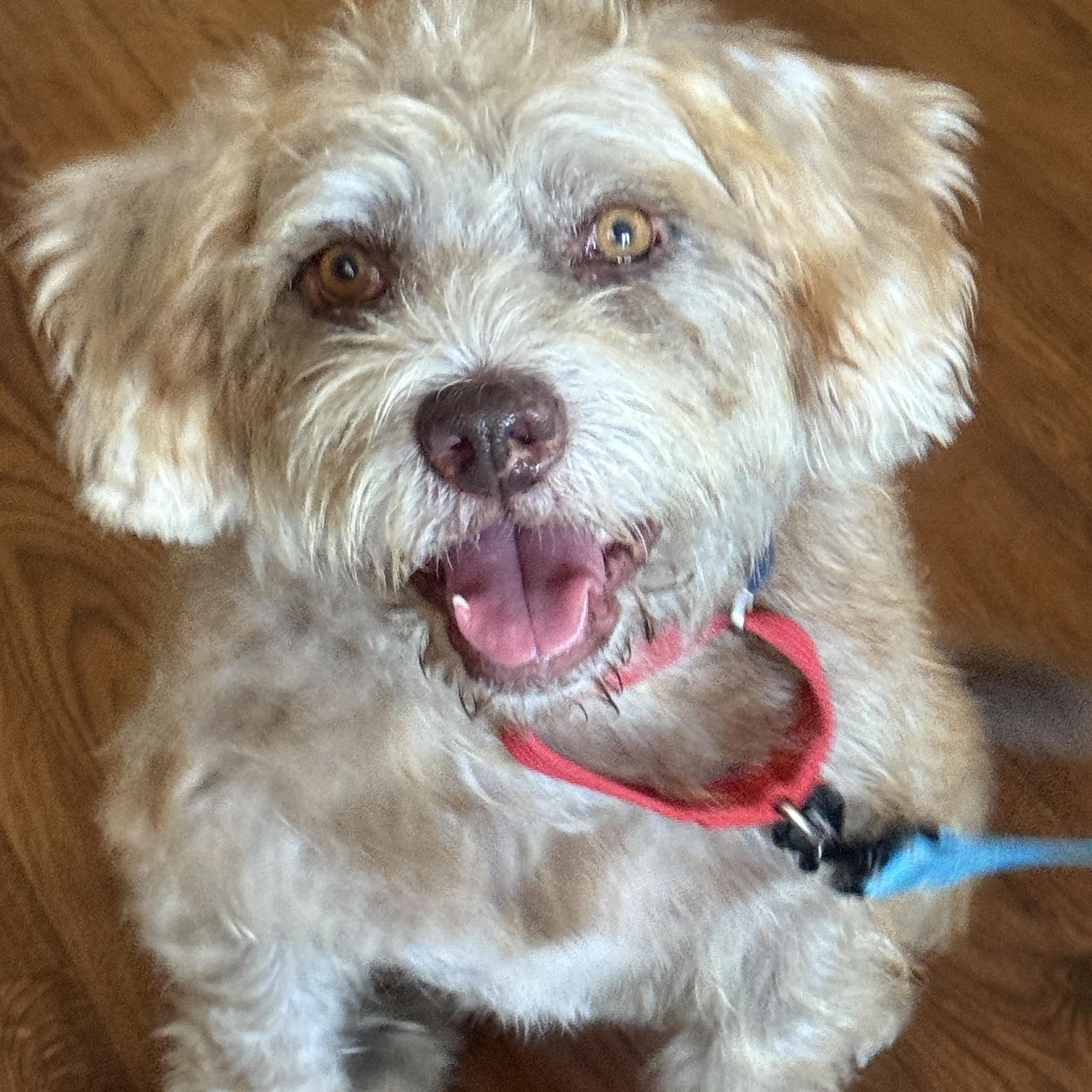 Enlarge Hazel, a Adopted Mixed Breed in Anaheim , CA image 1/2