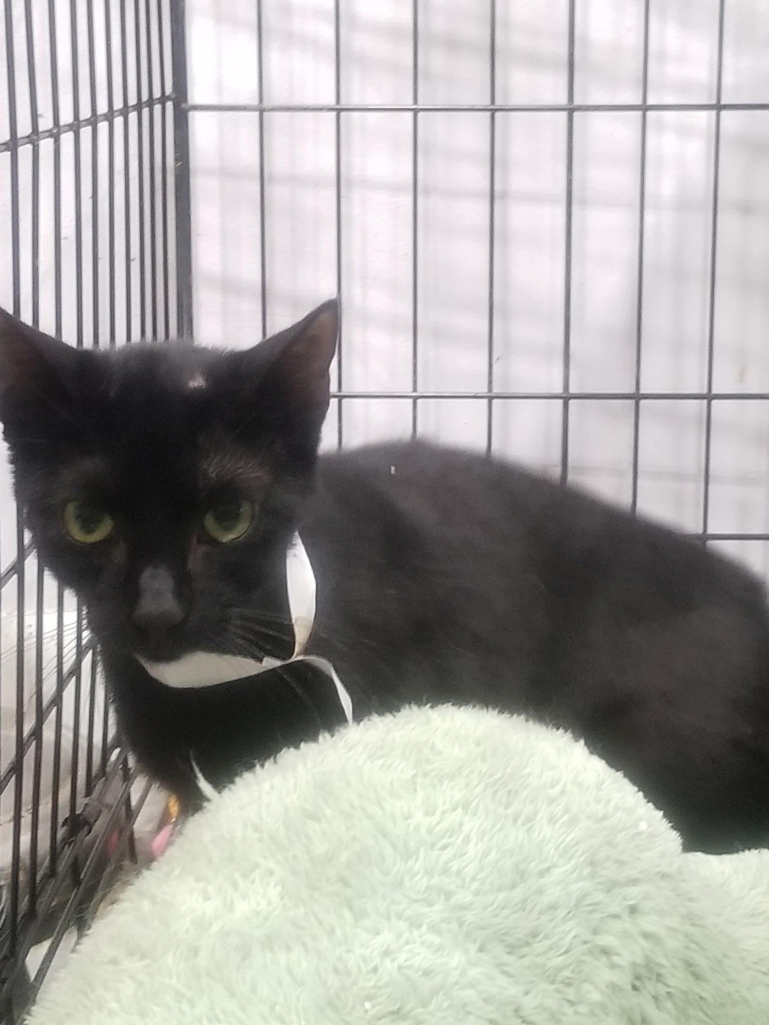 Scarlet, Adoptable, Young Female Bombay.