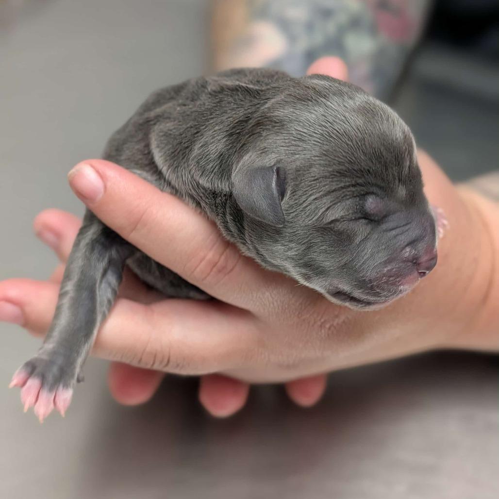 Chew Barka, Adoptable, Puppy Male Labrador Retriever.