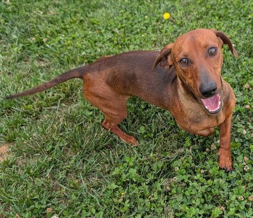 Enlarge Hugo in NC, a ADOPTABLE Dachshund in Winston-Salem, NC image 5/6