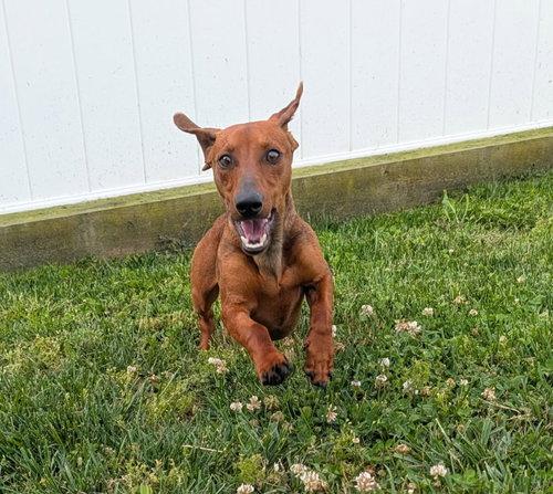 Enlarge Hugo in NC, a ADOPTABLE Dachshund in Winston-Salem, NC image 4/6