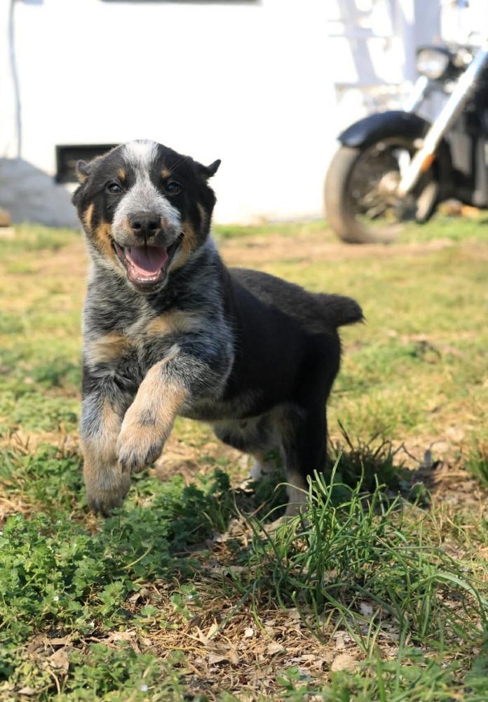 Enlarge Bluey, a Adopted Australian Cattle Dog / Blue Heeler in TULSA, OK image 1/4