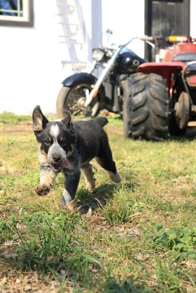 Enlarge Bluey, a Adopted Australian Cattle Dog / Blue Heeler in TULSA, OK image 2/4