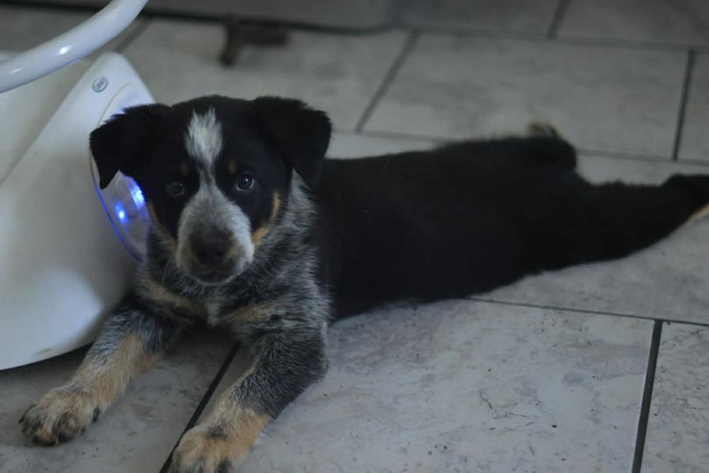 Enlarge Bluey, a Adopted Australian Cattle Dog / Blue Heeler in TULSA, OK image 3/4
