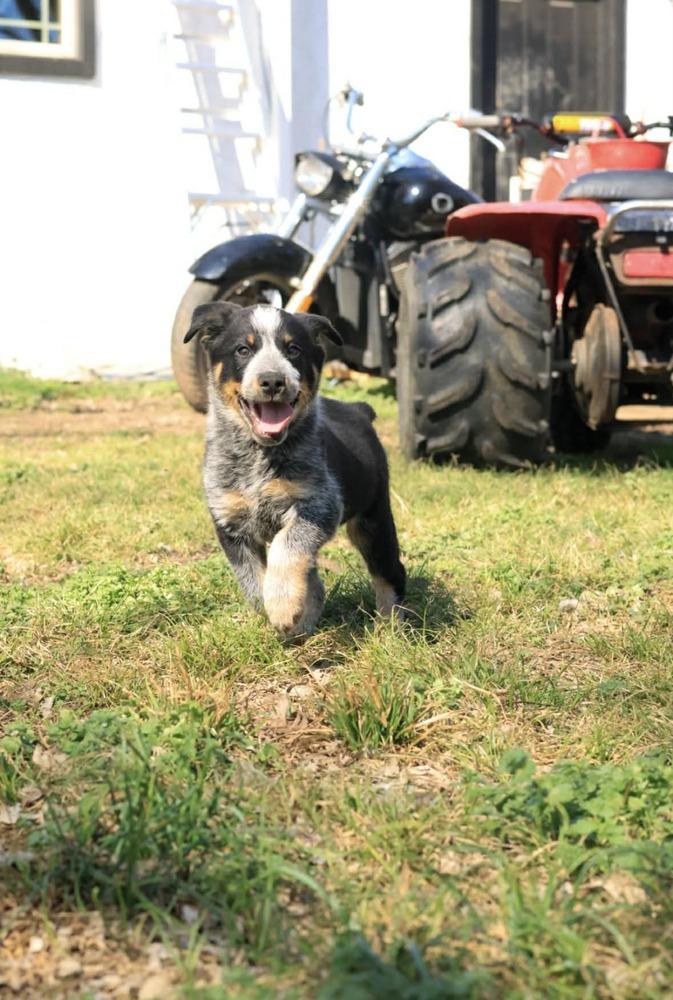 Enlarge Bluey, a Adopted Australian Cattle Dog / Blue Heeler in TULSA, OK image 4/4