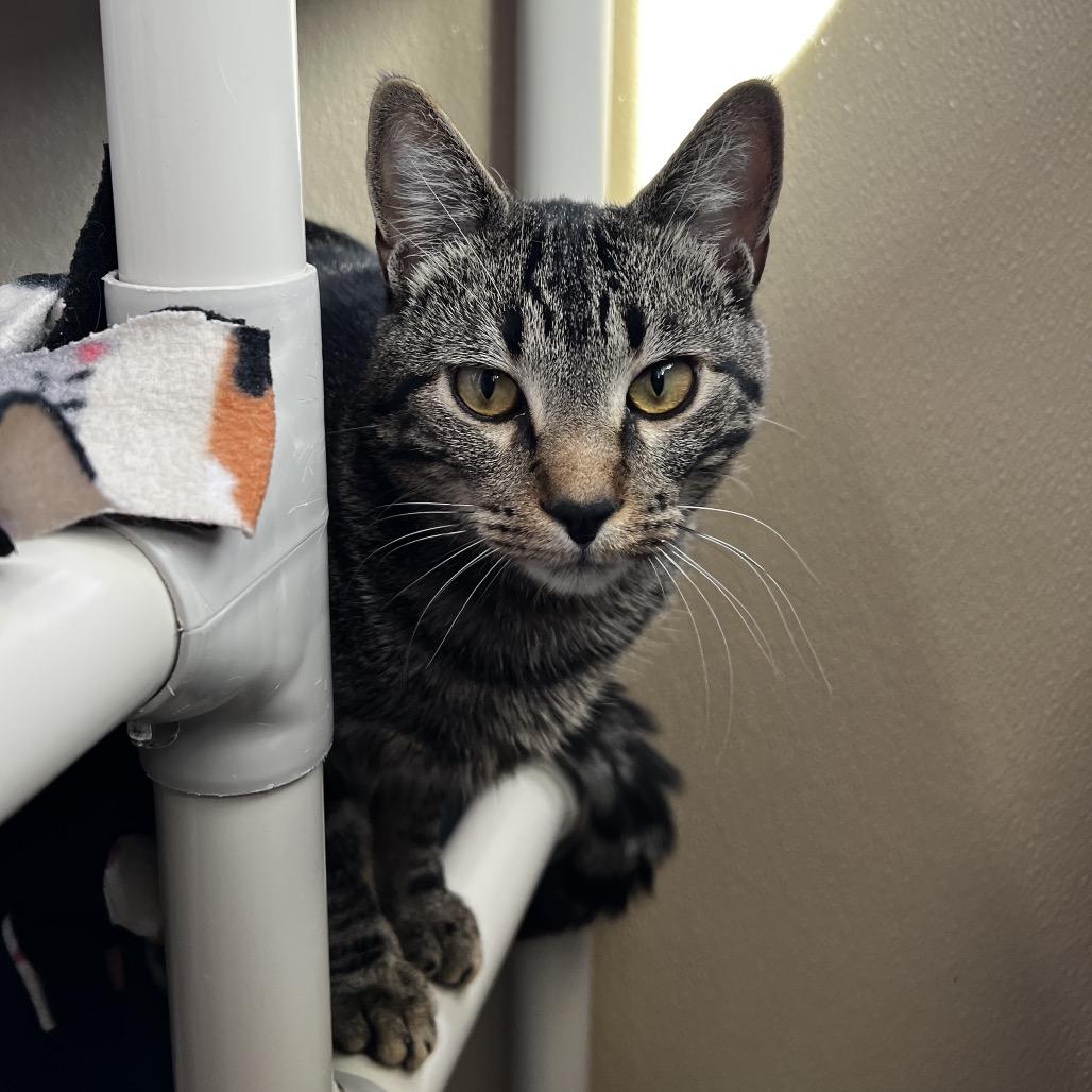 Enlarge Loki, a Adoptable Domestic Short Hair in Mankato, MN image 1/1