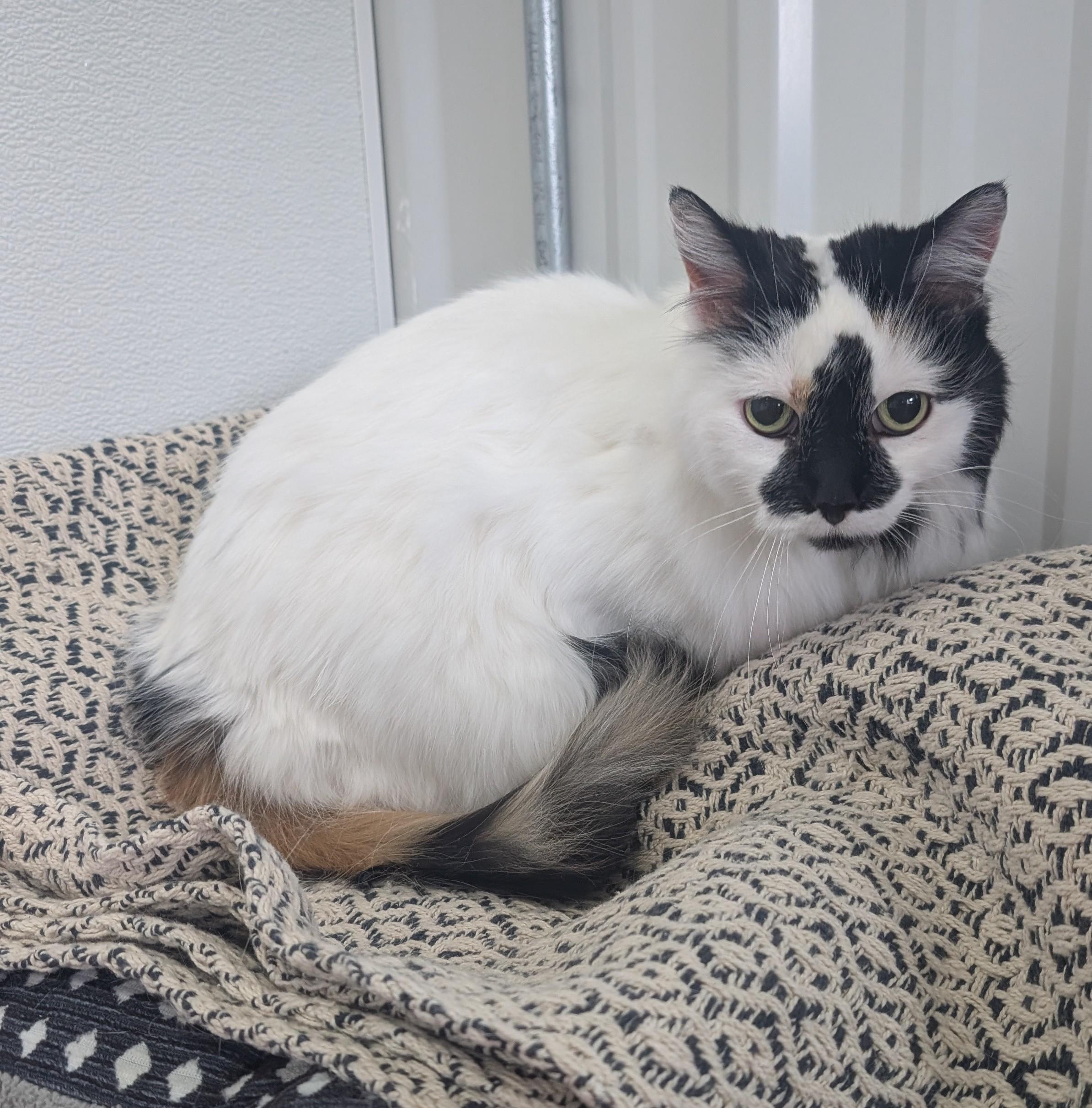 Enlarge Poppy, an adoptable Domestic Medium Hair in New Ulm, MN image 2/2