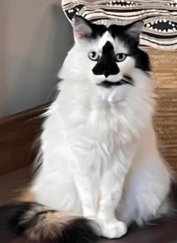 Enlarge Poppy, an adoptable Domestic Medium Hair in New Ulm, MN image 1/2