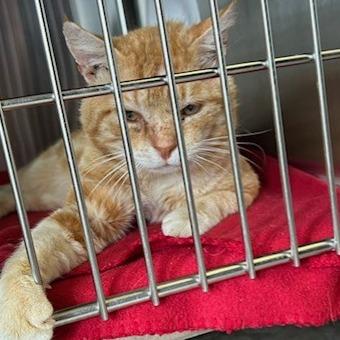 Tang, Adoptable, Senior Male Domestic Short Hair.