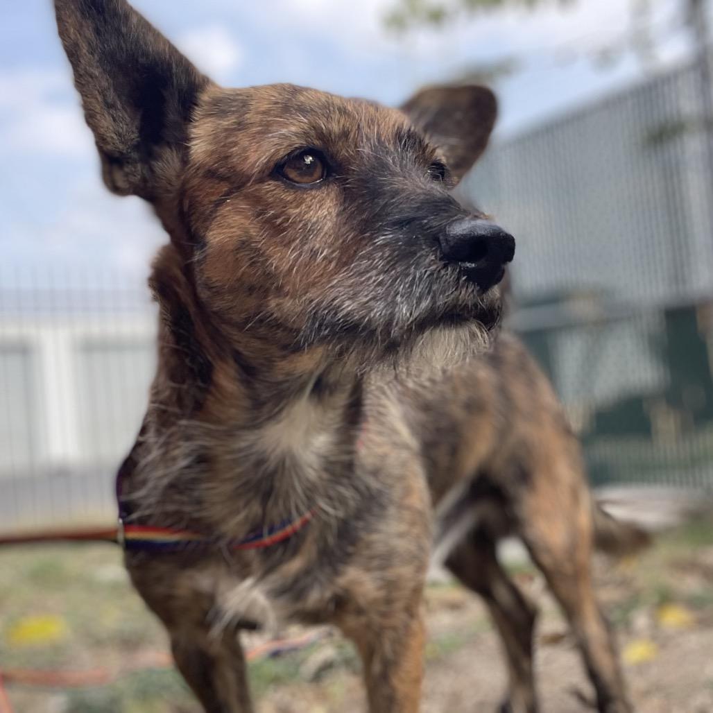 Spiffy, a Adoptable mixed breed in Wimberley, TX image 1/6