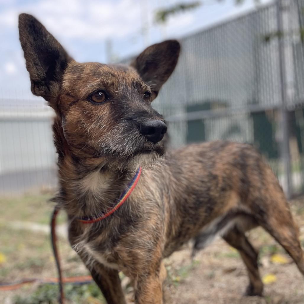 Spiffy, a Adoptable mixed breed in Wimberley, TX image 2/6
