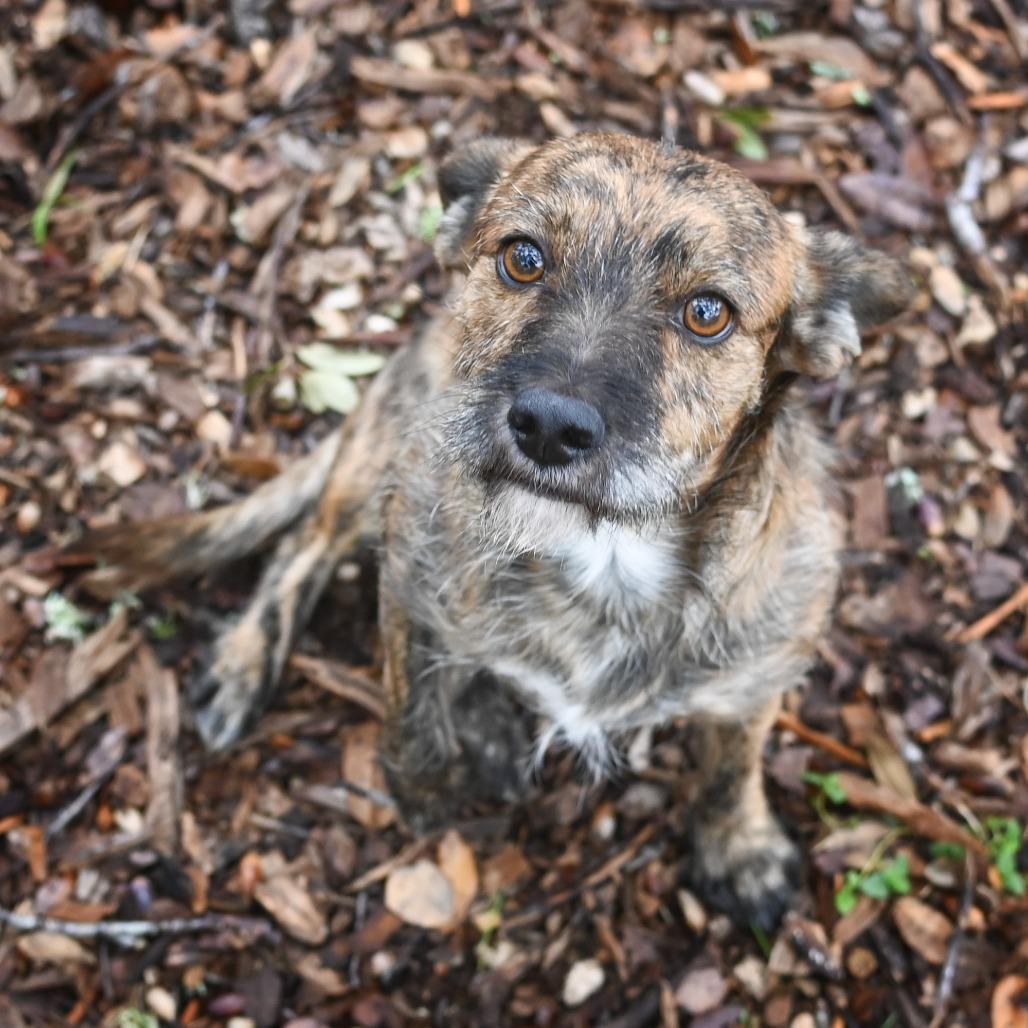 Spiffy, a Adoptable mixed breed in Wimberley, TX image 3/6