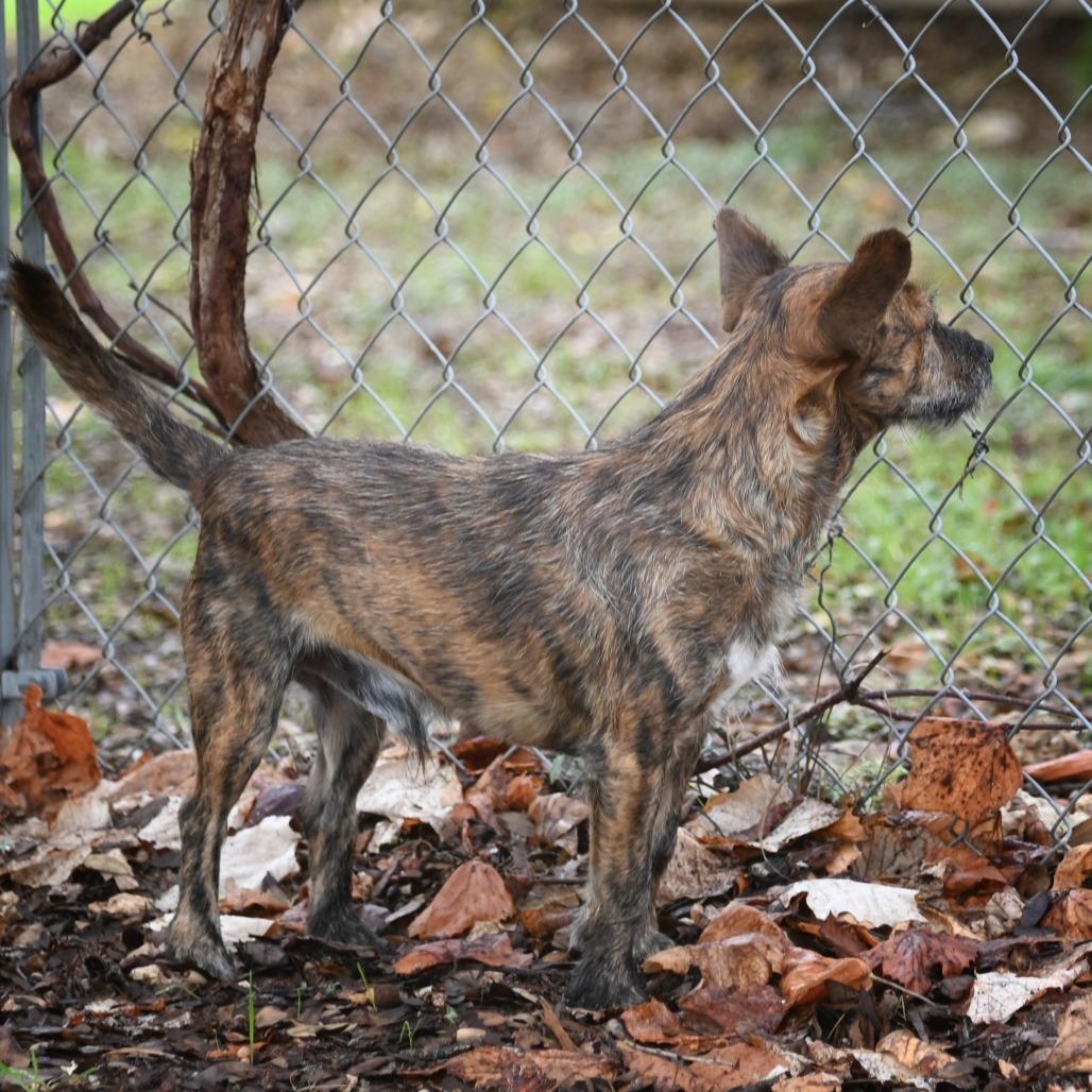 Spiffy, a Adoptable mixed breed in Wimberley, TX image 4/6
