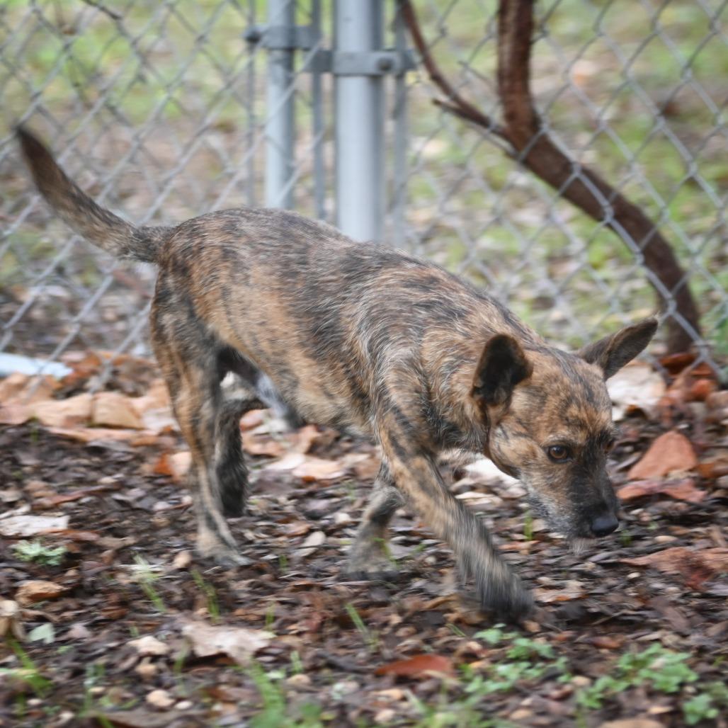 Spiffy, a Adoptable mixed breed in Wimberley, TX image 5/6