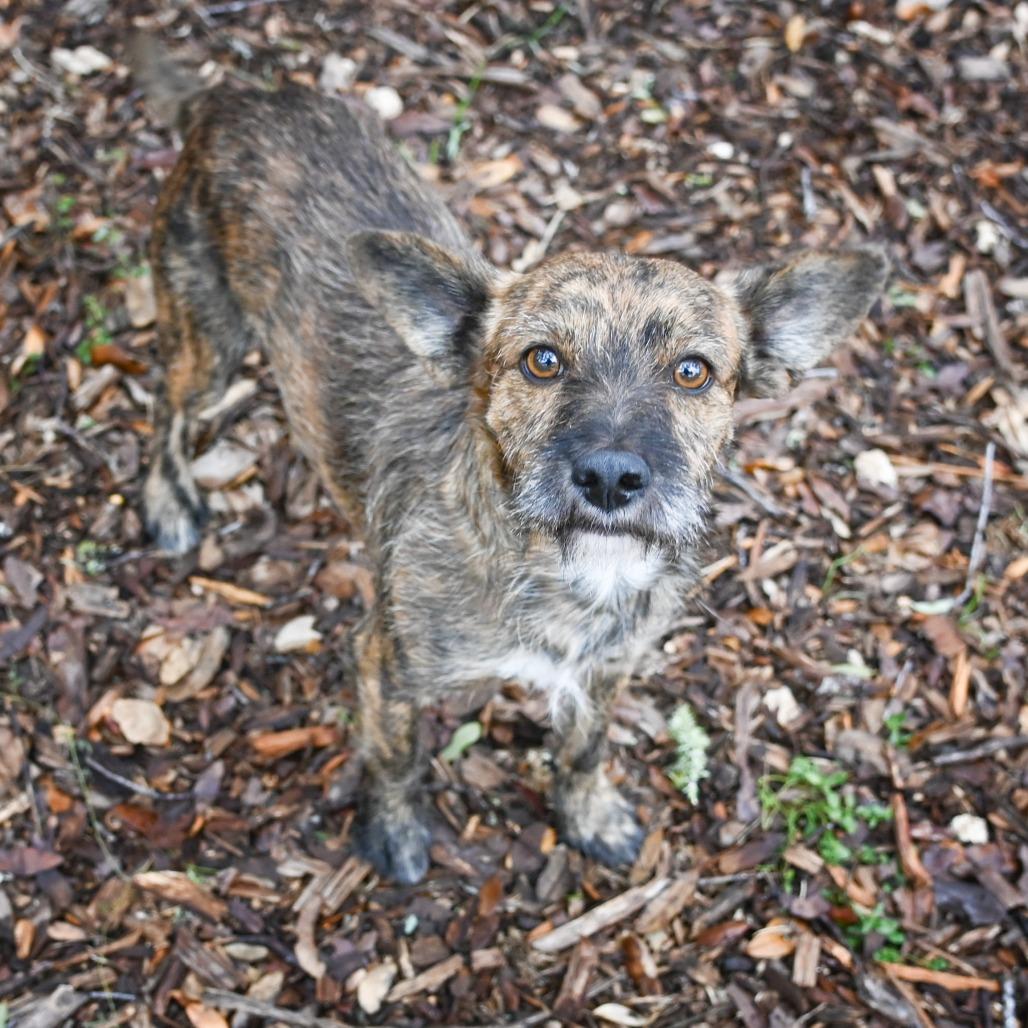 Spiffy, a Adoptable mixed breed in Wimberley, TX image 6/6