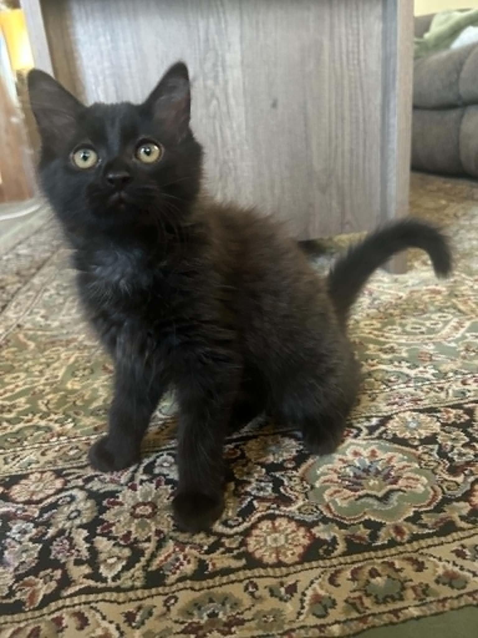 Enlarge Cat-Apult, an adoption pending Domestic Long Hair in New Bedford, MA image 3/5