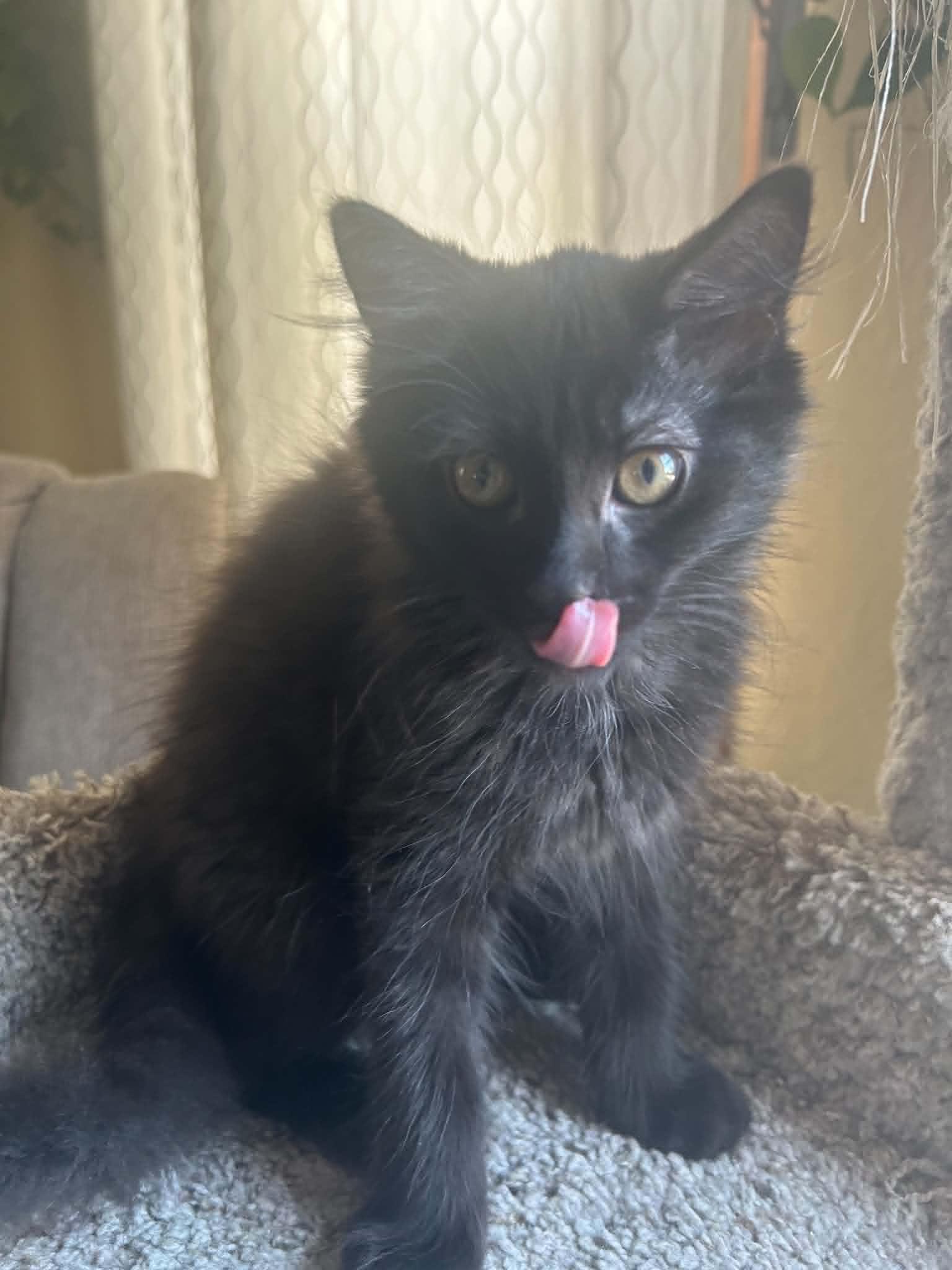 Enlarge Cat-Apult, an adoption pending Domestic Long Hair in New Bedford, MA image 5/5