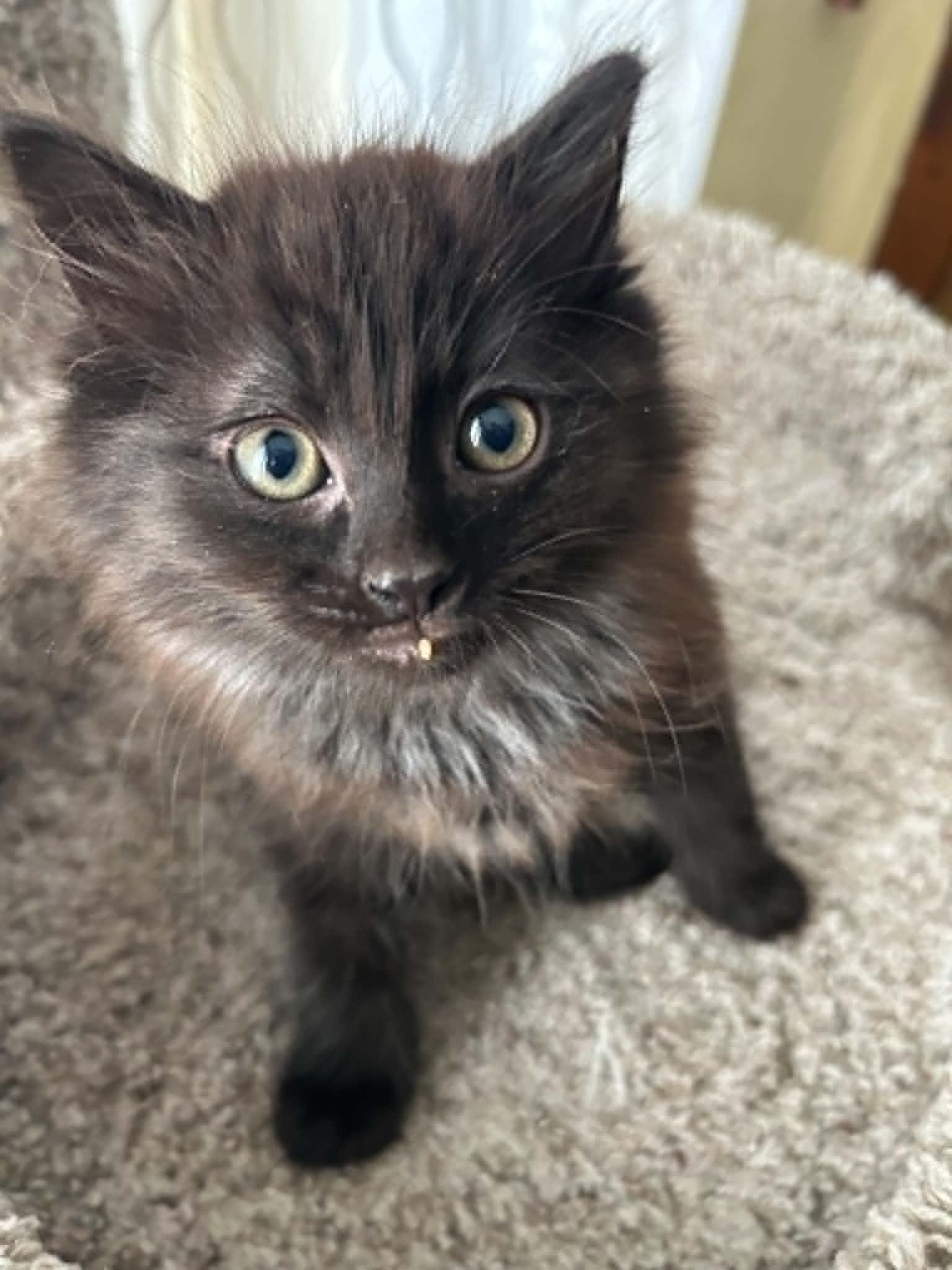 Cat-Apult, ADOPTABLE, Kitten Male Domestic Long Hair.